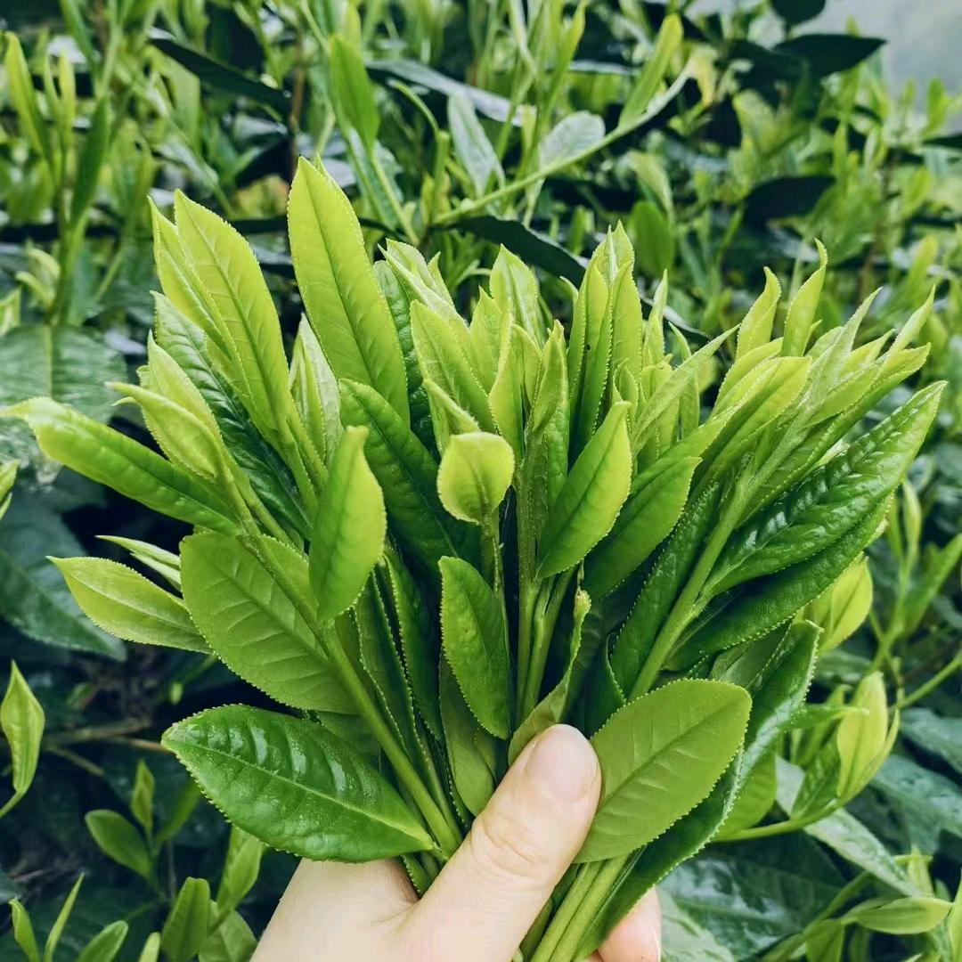 益群生态茶坊