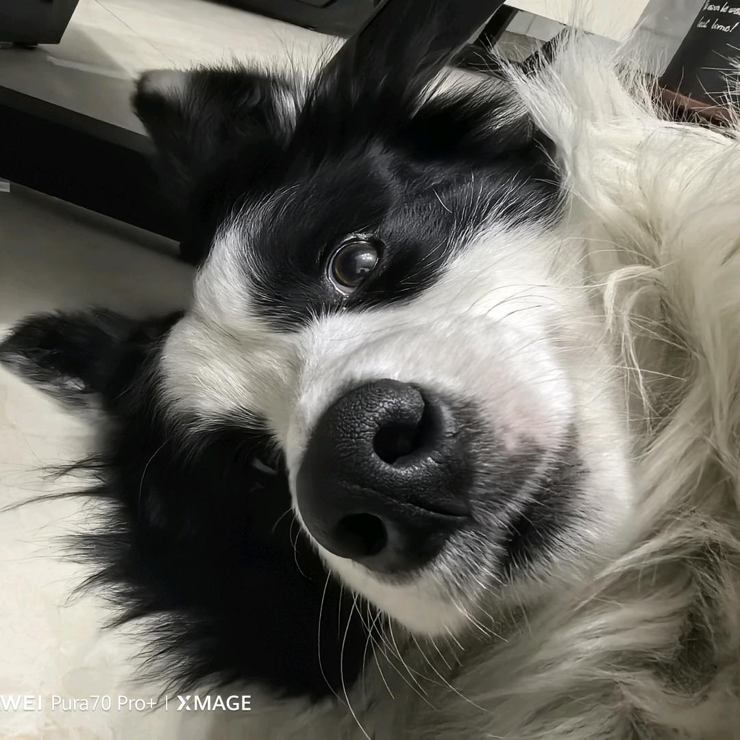 &元宝儿是只🐶子、