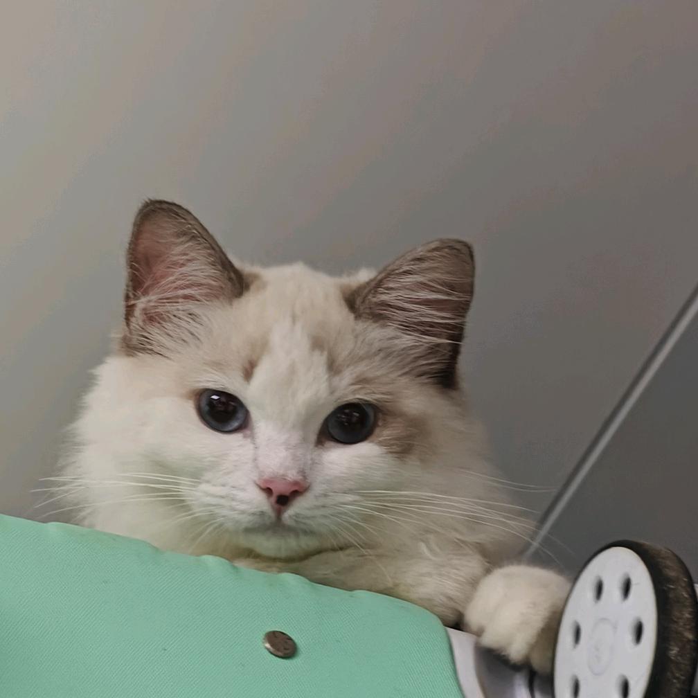 年年是只笨蛋猫