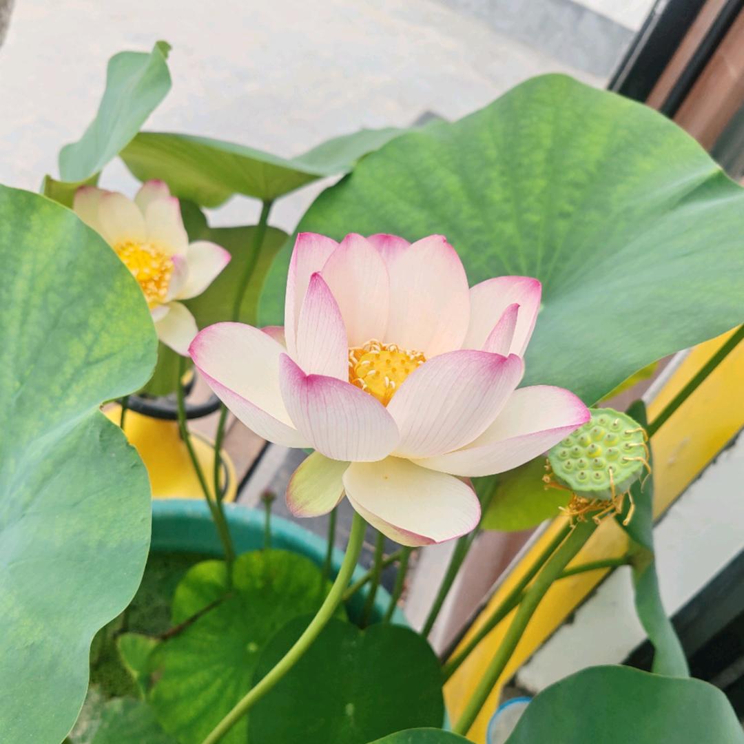 禾子季🌻