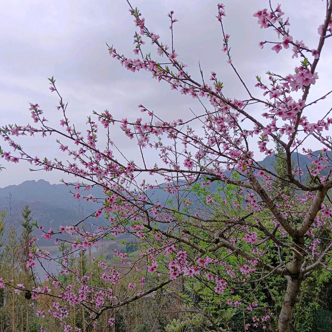 郑小梅