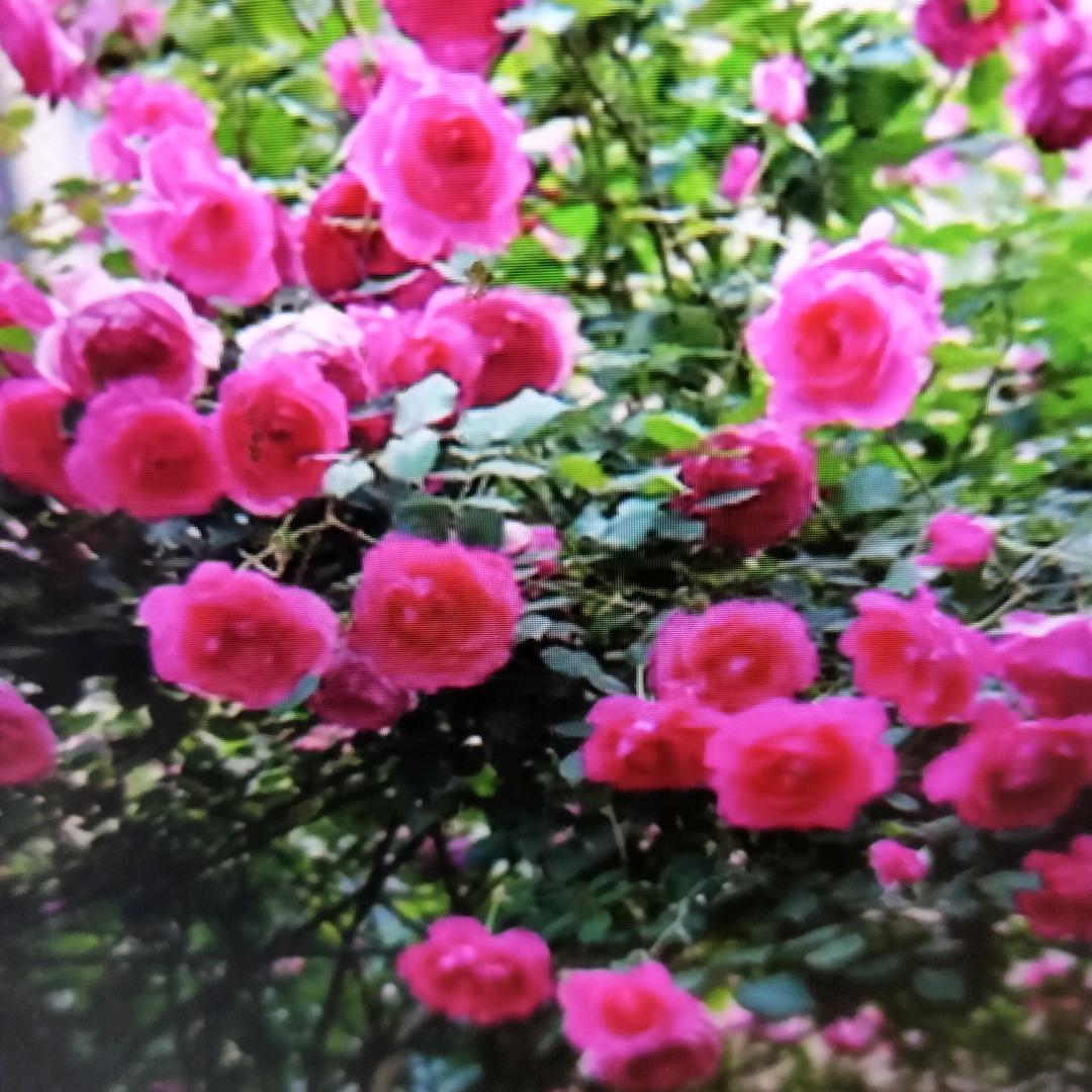 🌸知足常乐✨