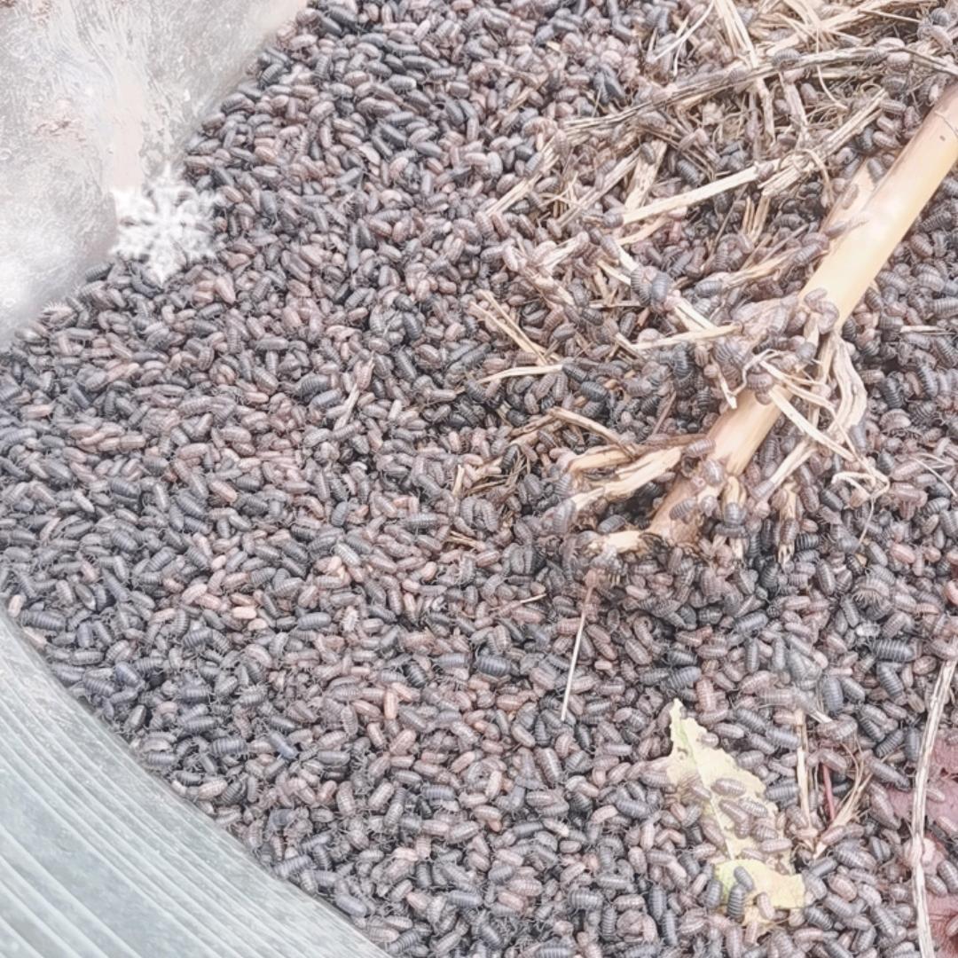 抓西瓜虫鼠妇虫，