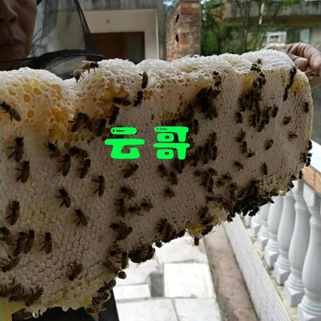 青云讲蜂