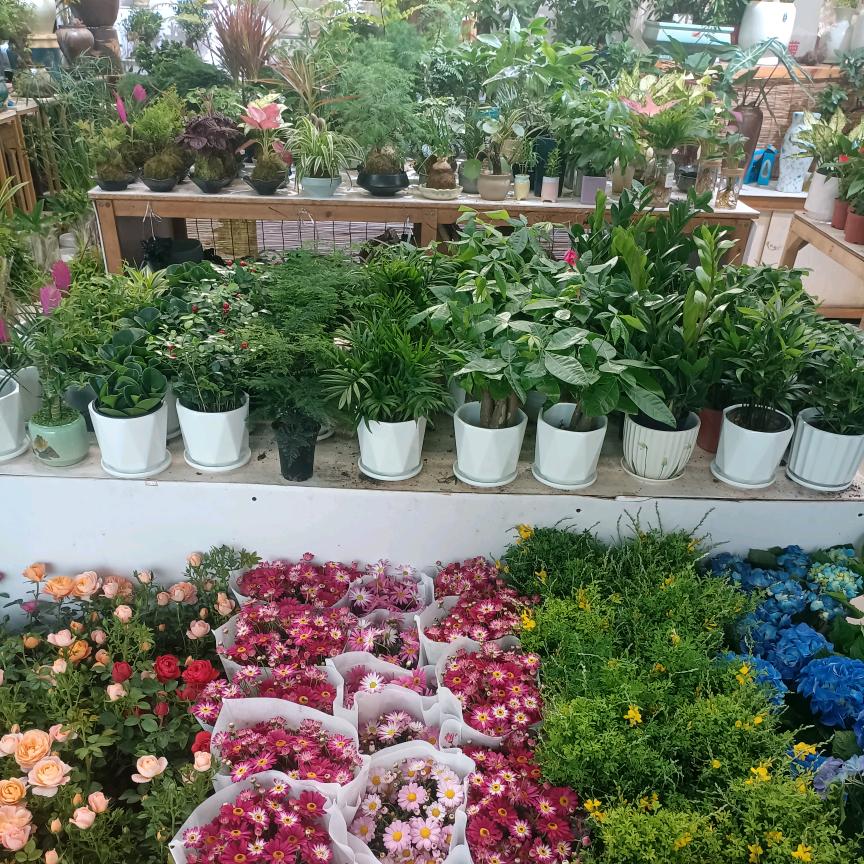 赫拉的花园