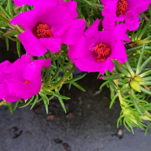 苿丽花