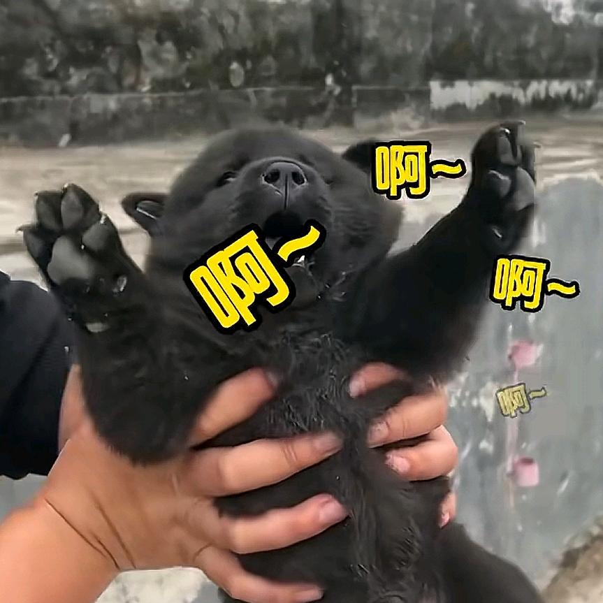 滥情小白鸽