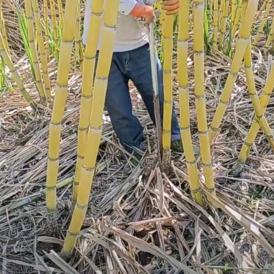 云南甘蔗商丘310大王代卖代销代发，专