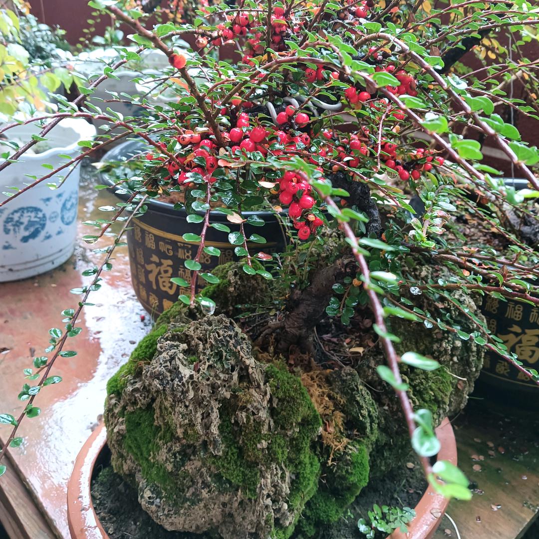 花会盆景园