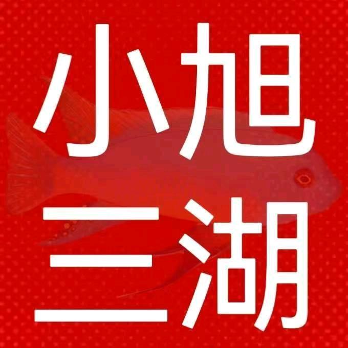 小旭水族三湖慈鲷观赏鱼