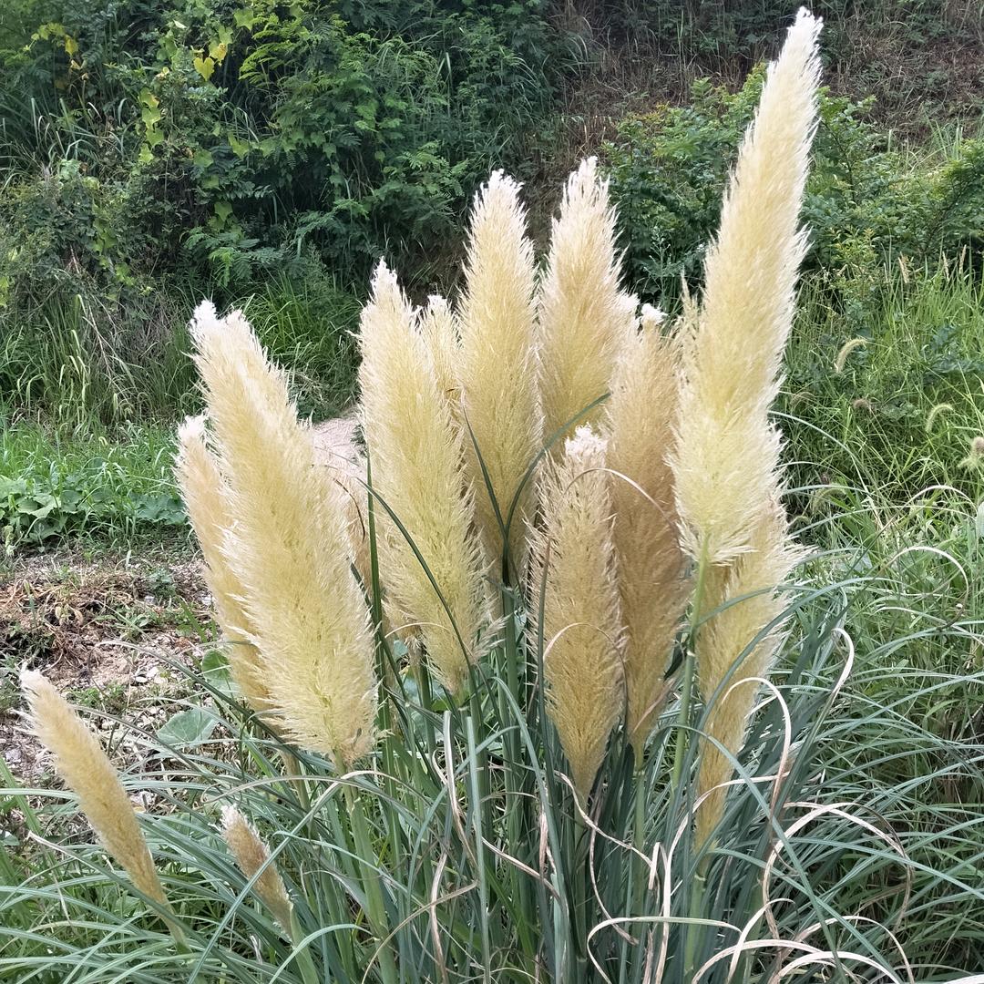 金钱打造实力