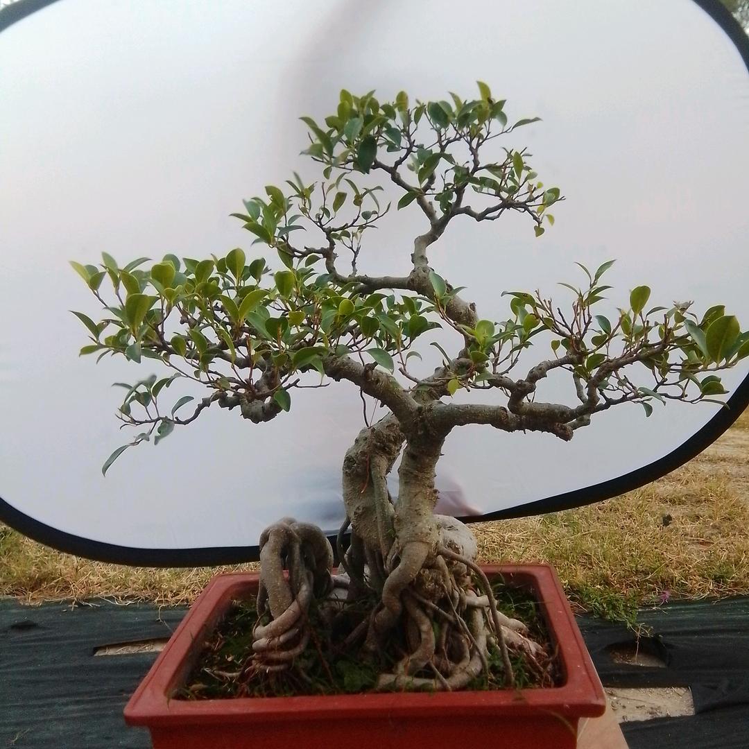 惠安县欧坤盆景商行