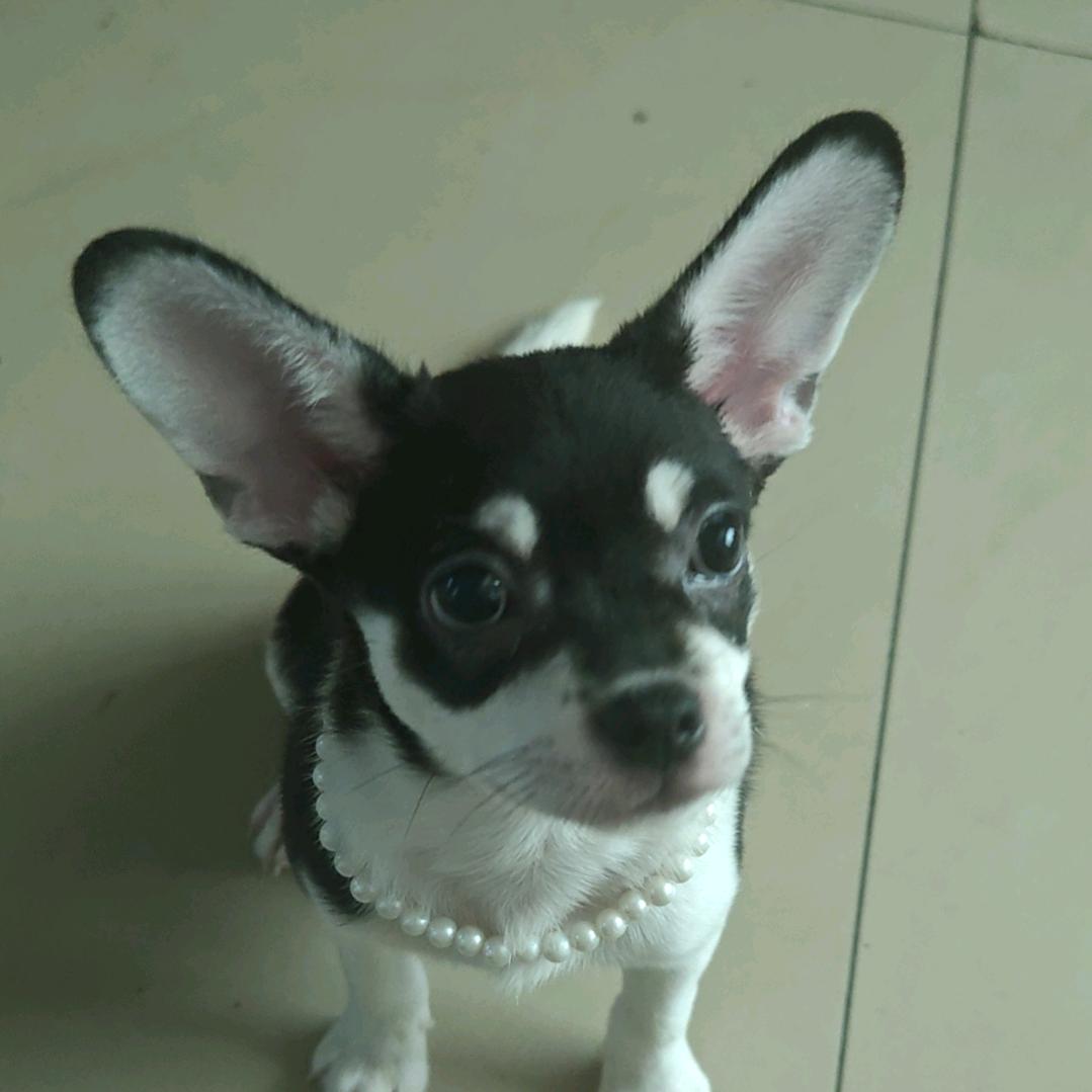 猛🐶