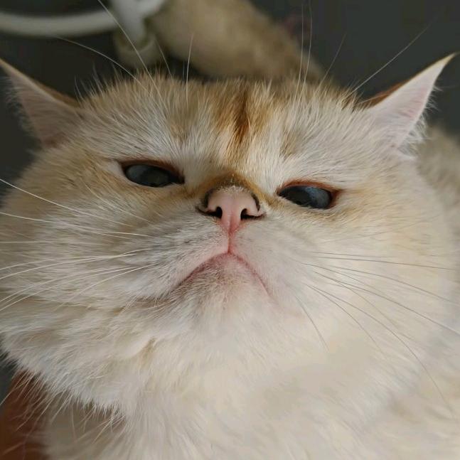 菠萝吹雪·͜· ♡