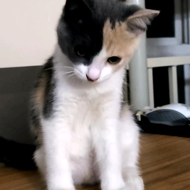 一个猥琐的女人老亲我