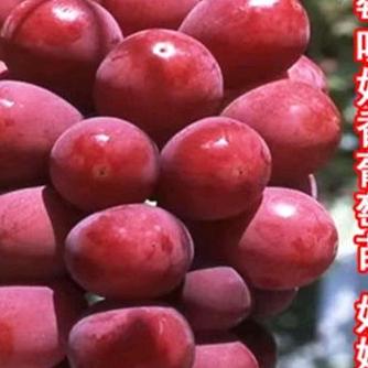黄谷玛果树苗木专营店