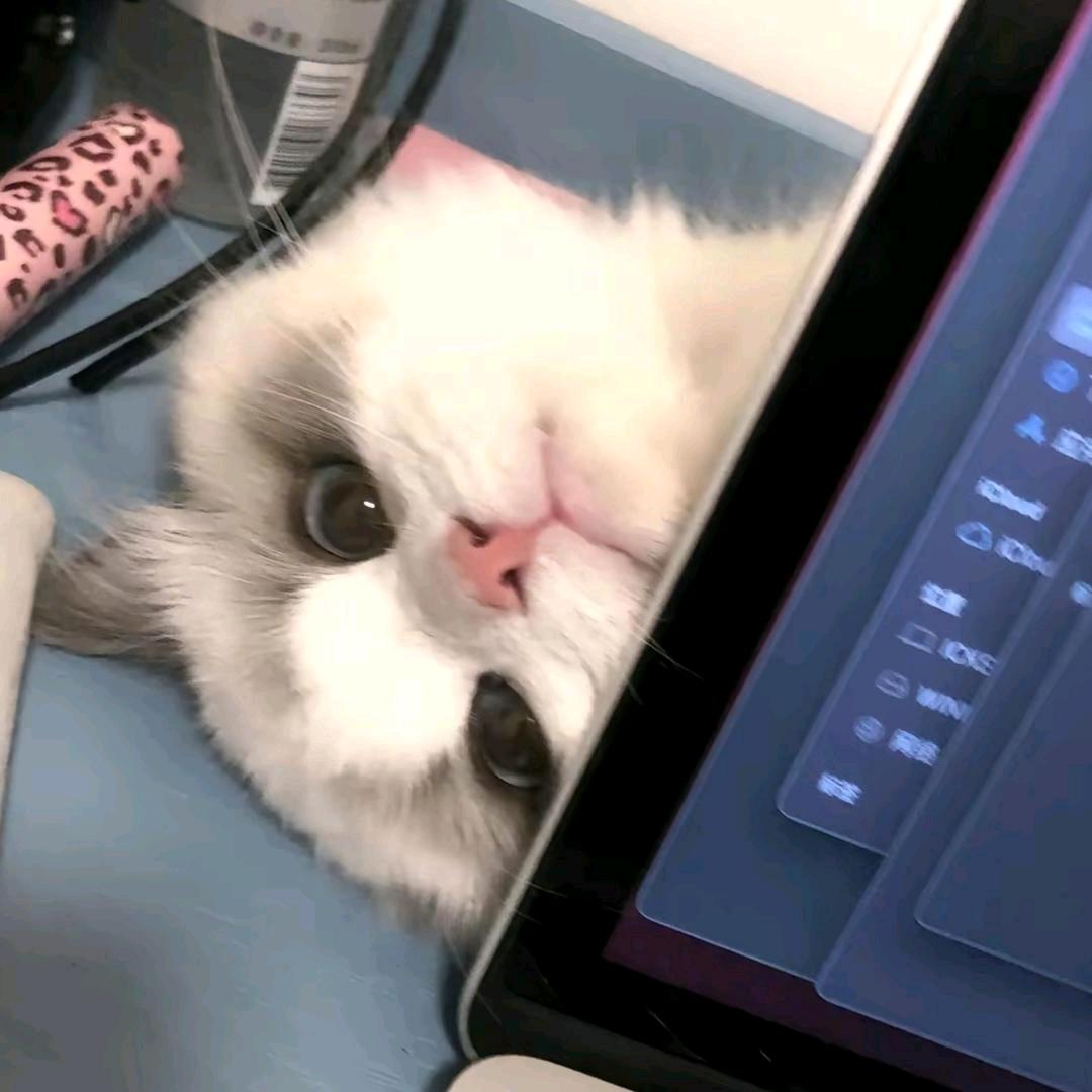 粽子