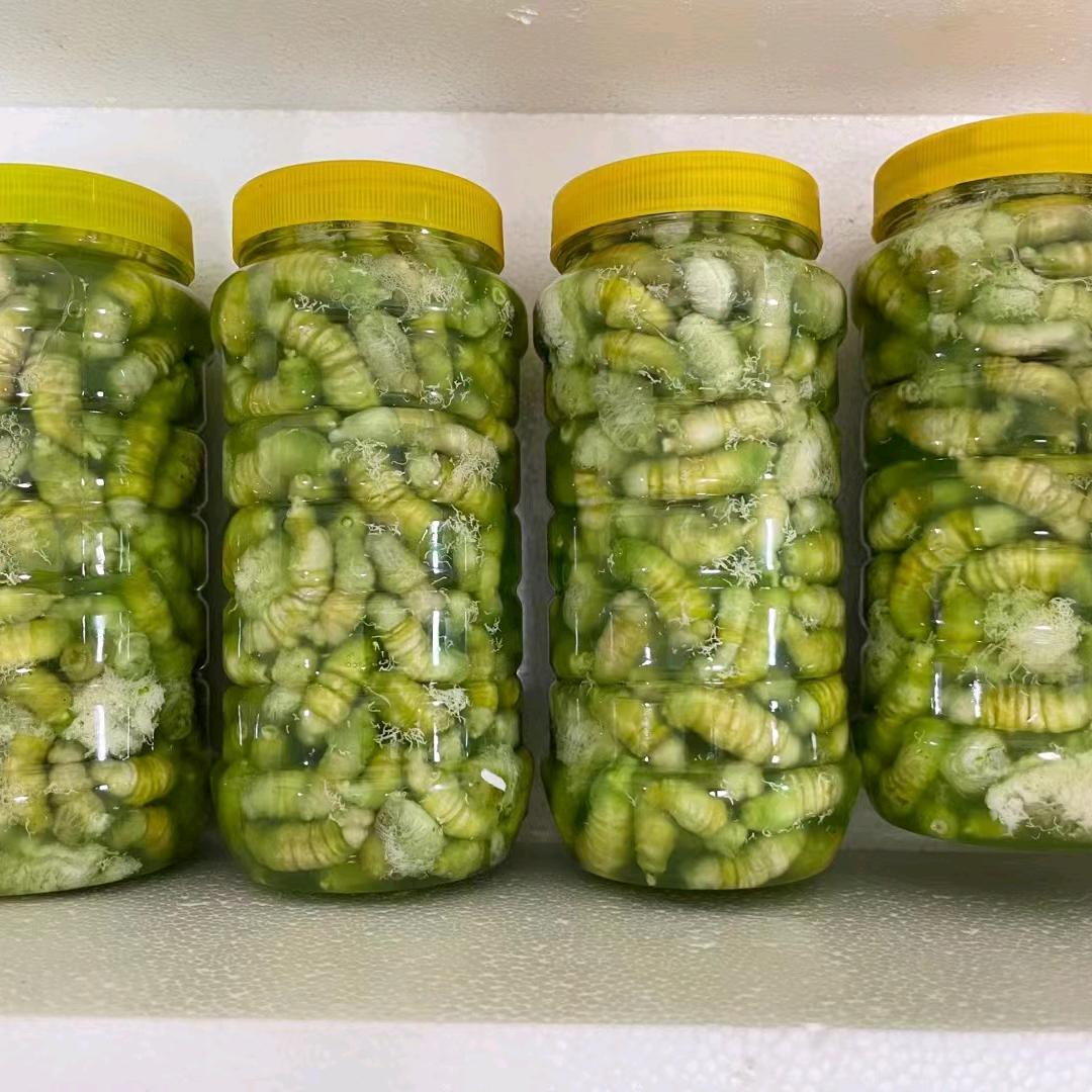 灌云豆丹专供