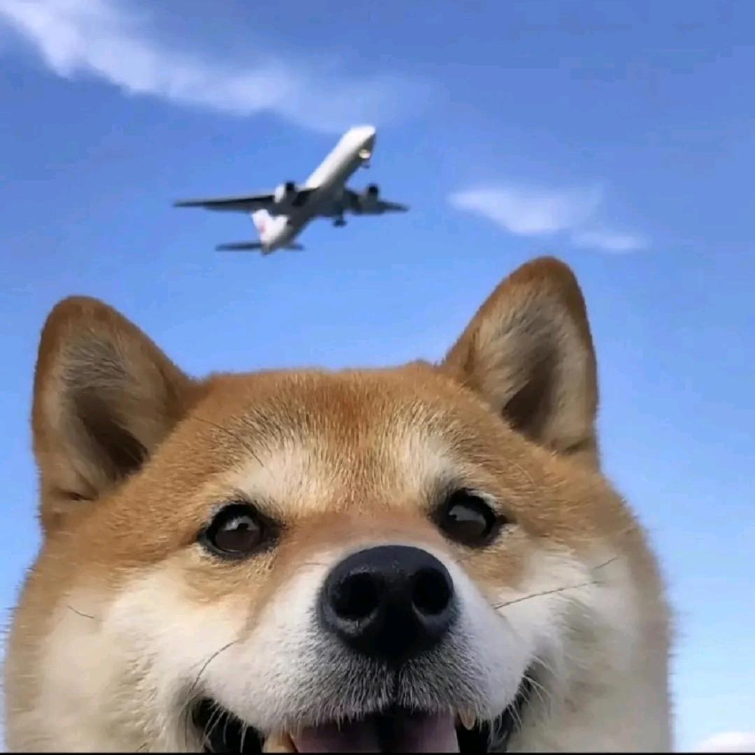 Angus_尐