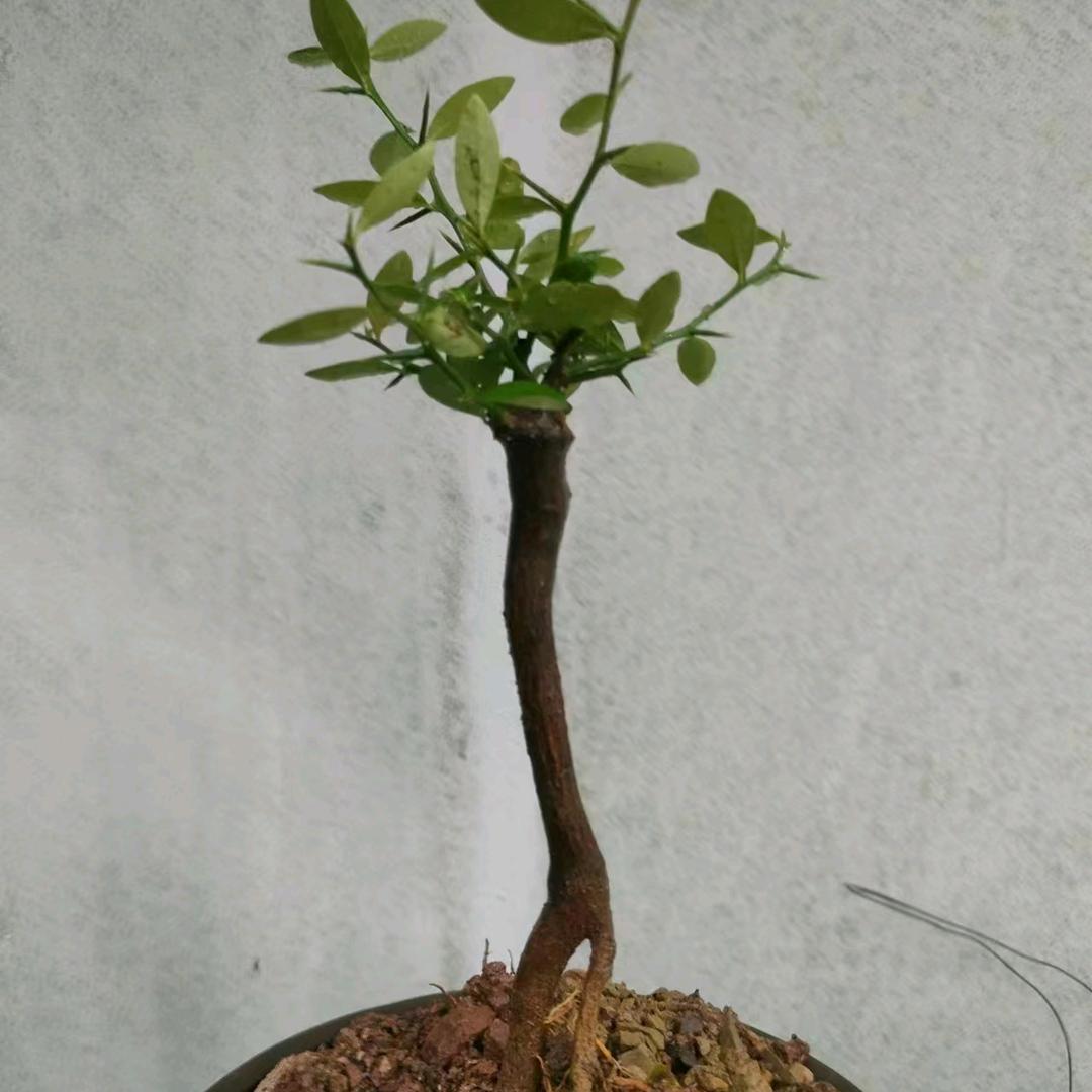 朵朵盆景园艺2