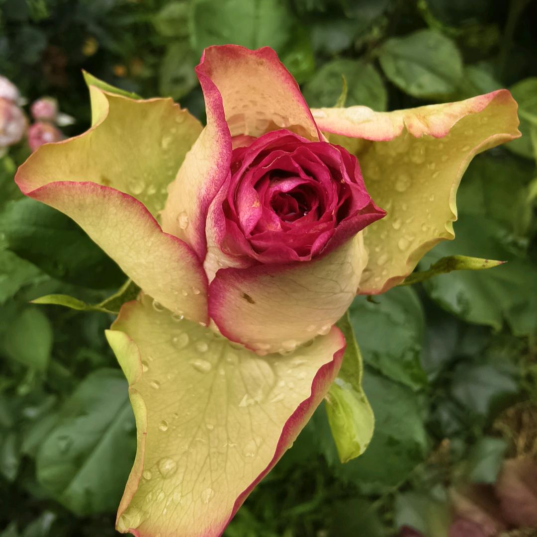 汪春秋–叶子专业减肥瘦身