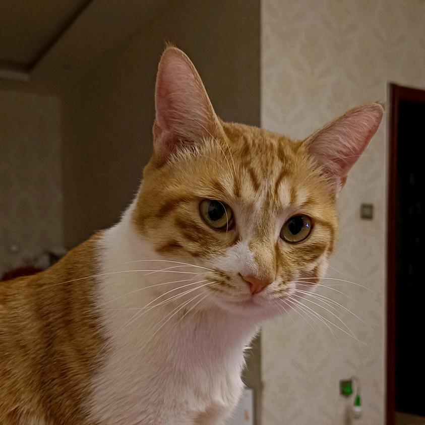 从容