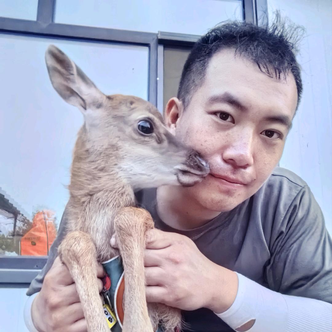 拐洞班长养鹿记