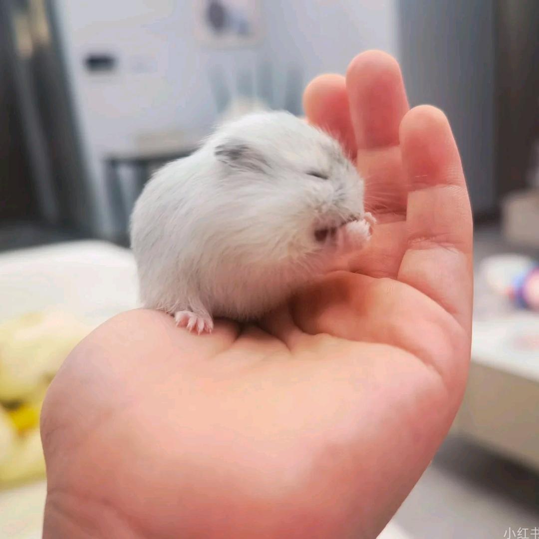 万里木兰