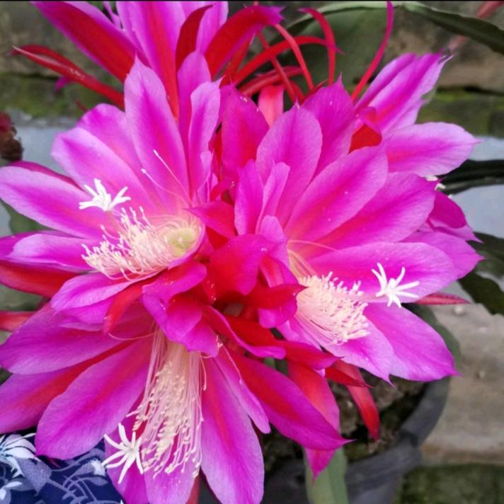 花开花落宋大姐