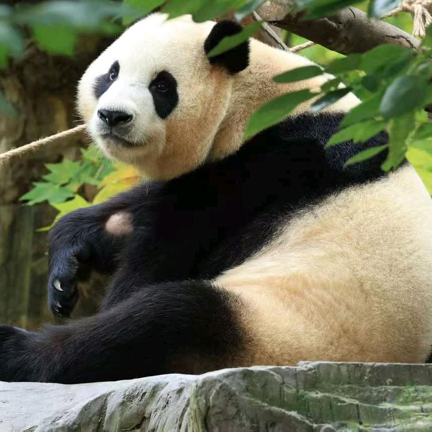 一只小居崽（许嵩见过六次版）