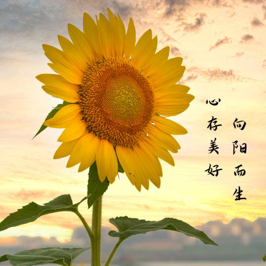 宁静致远@
