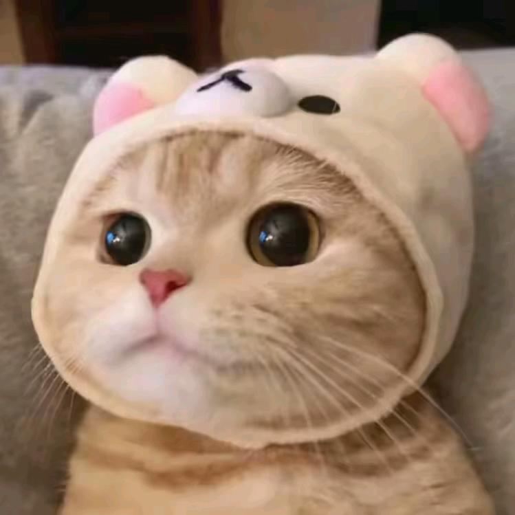 ☆喵猫剪辑☆头像