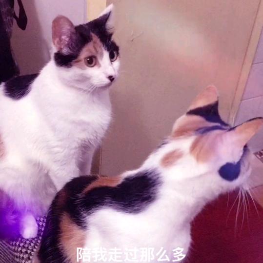 东方佳人与流浪猫