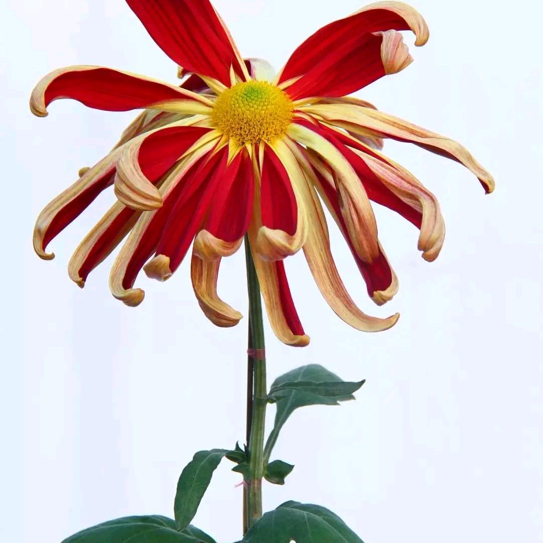 蓠菊