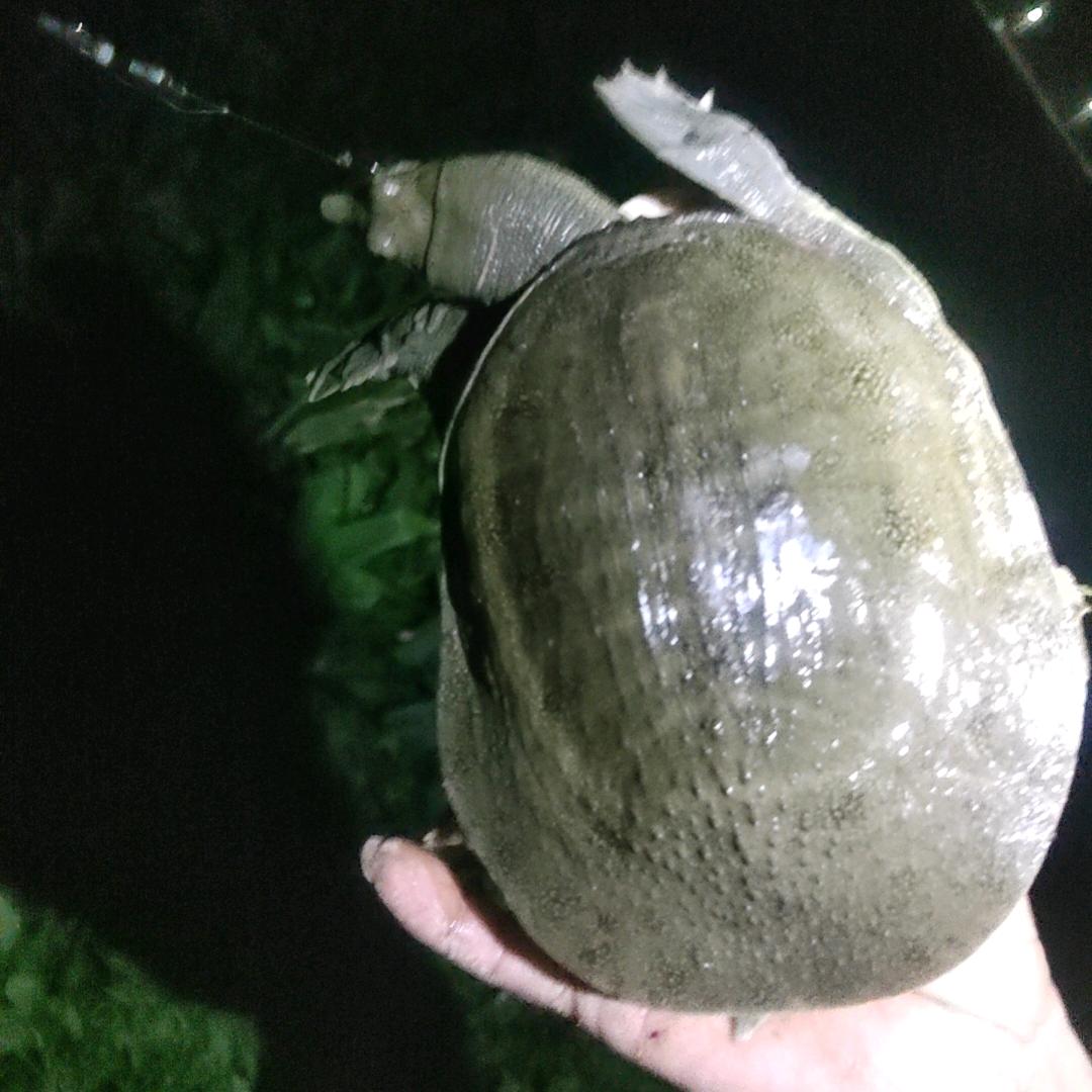 ꧁ℳ煌ℳ꧂