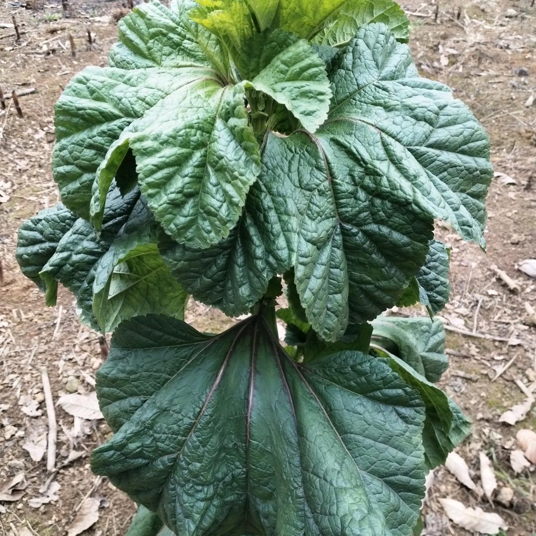 真心找对我好的人喜欢加我微信