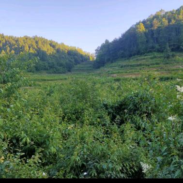 贵州小叶苦丁茶源头厂家