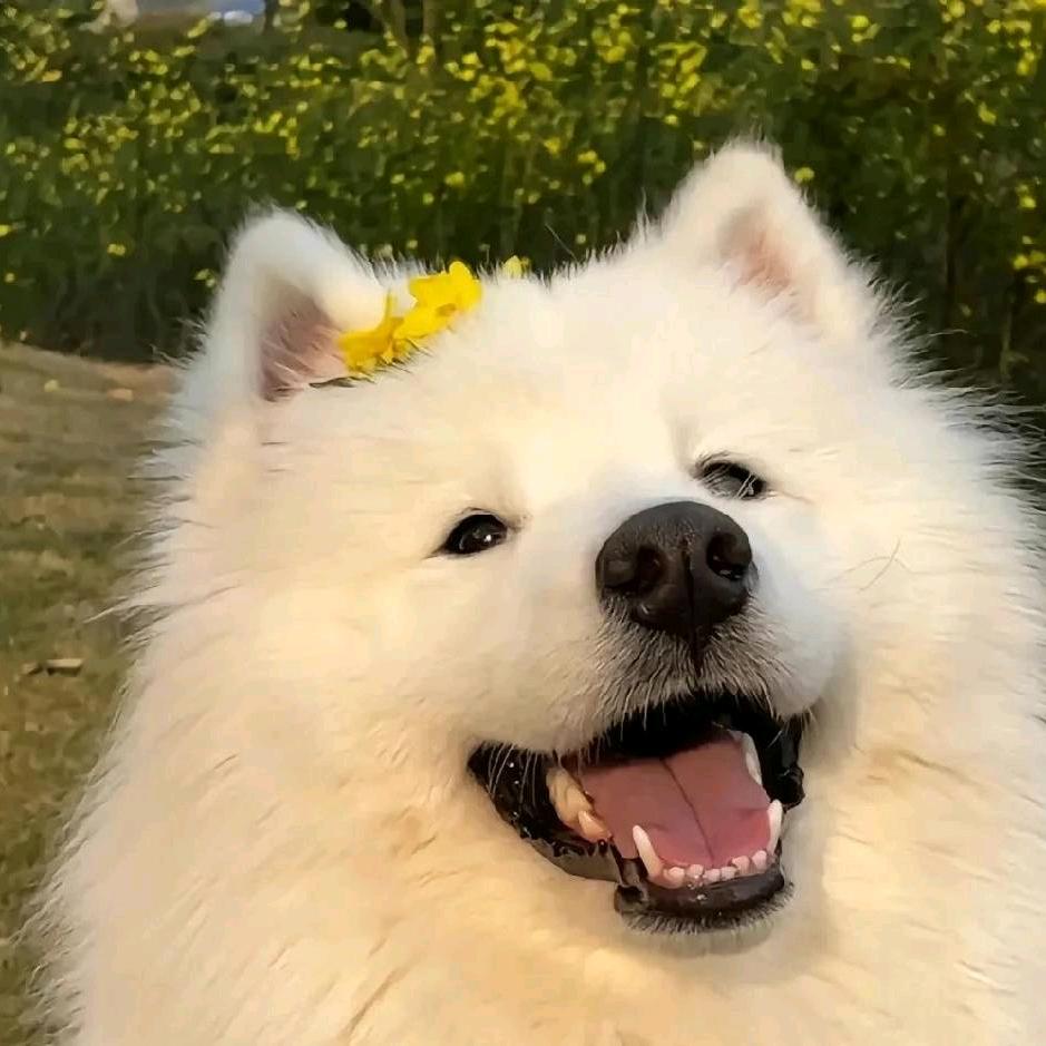 养过一条狗名叫前男友