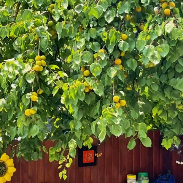 💕凤花雪月💞