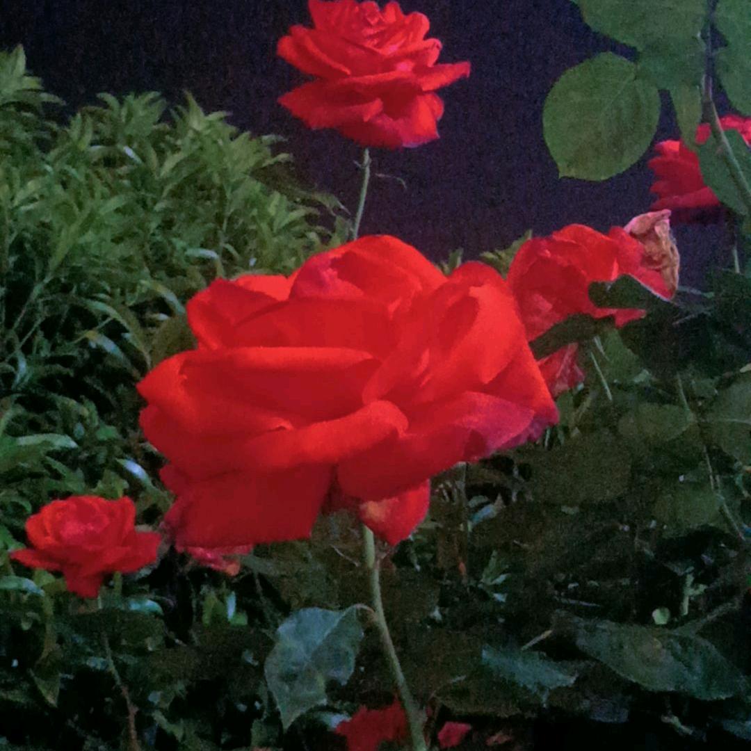 富妹，🌻🌻🌻