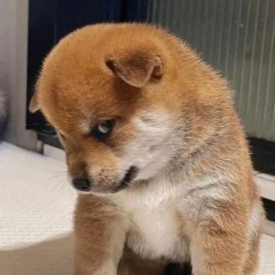 不爱嘻哈哈