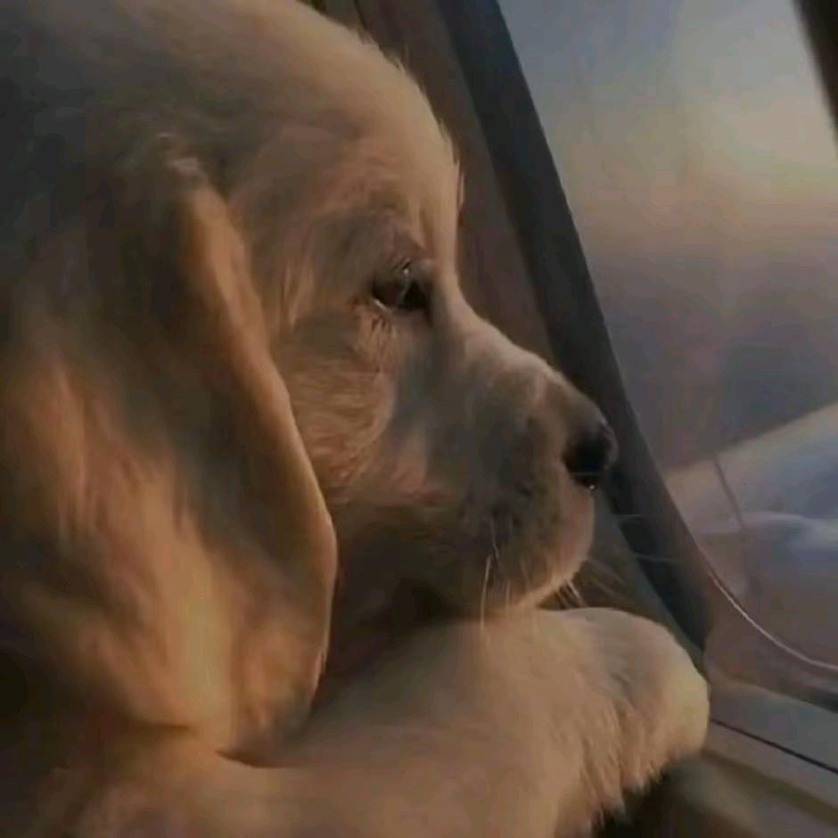 🍓别忘你最初誓言