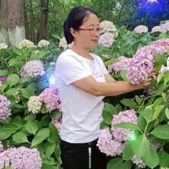心之兰