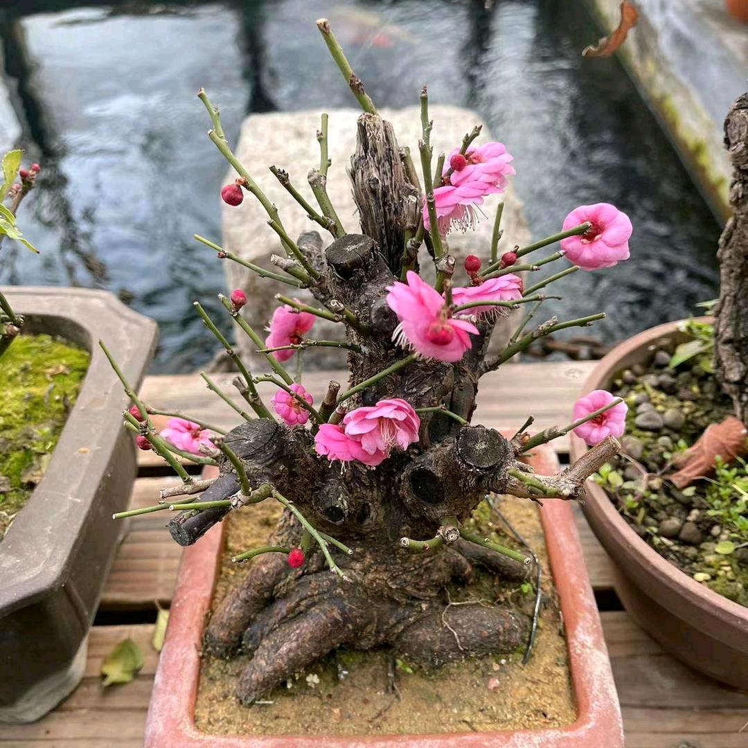 沉睡的舞者