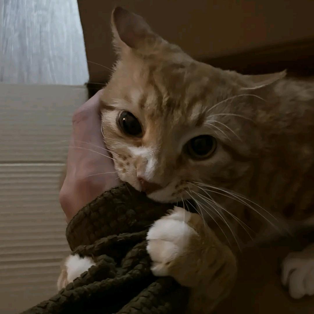 奶油