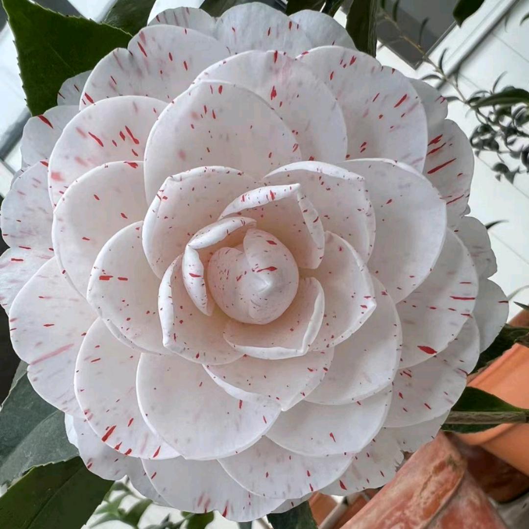 唯亿花卉