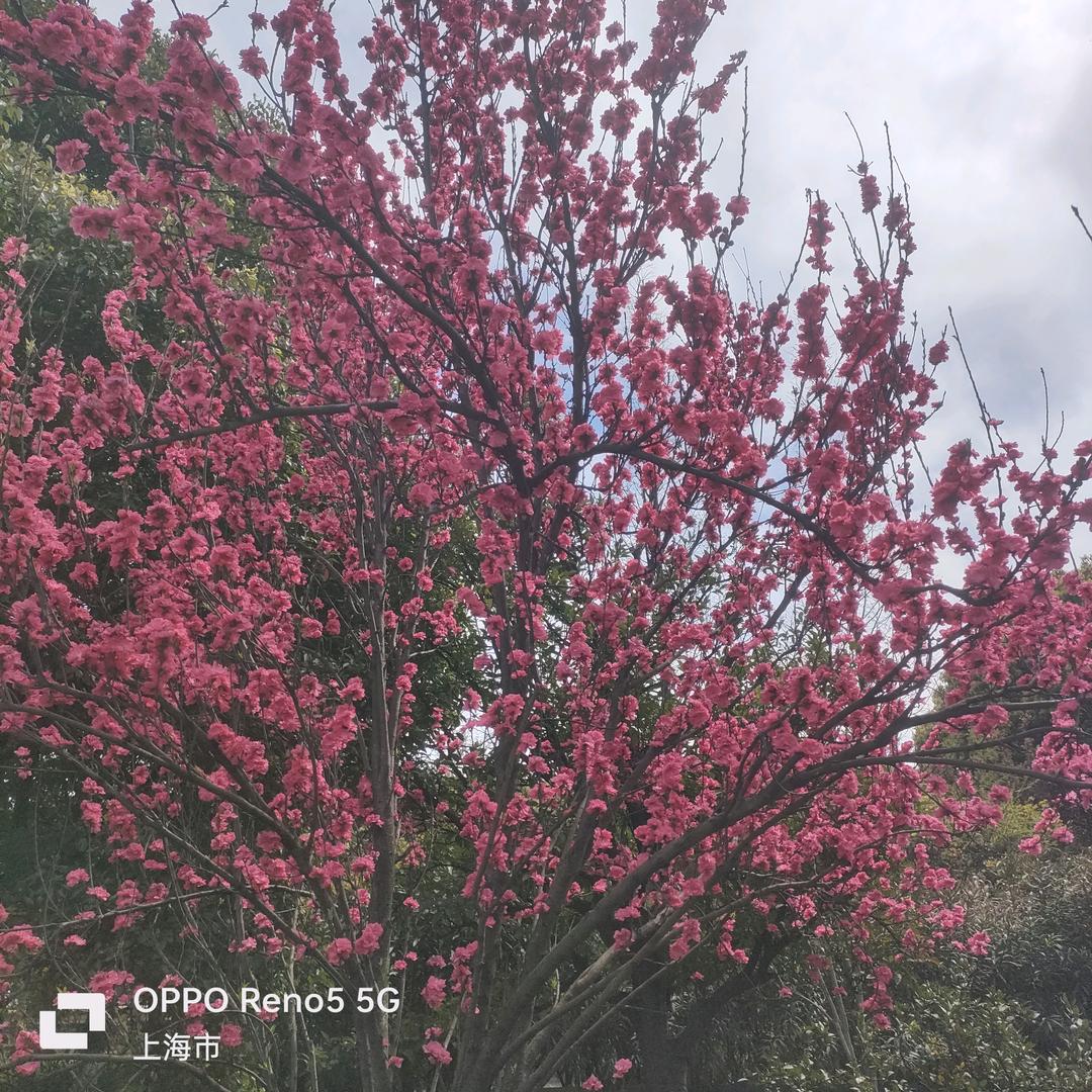 哥爱唱歌爱听歌每晚