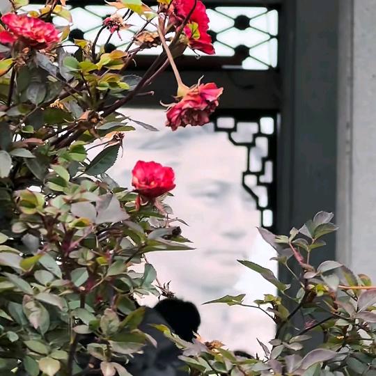 她在丛中笑（抽象派）头像