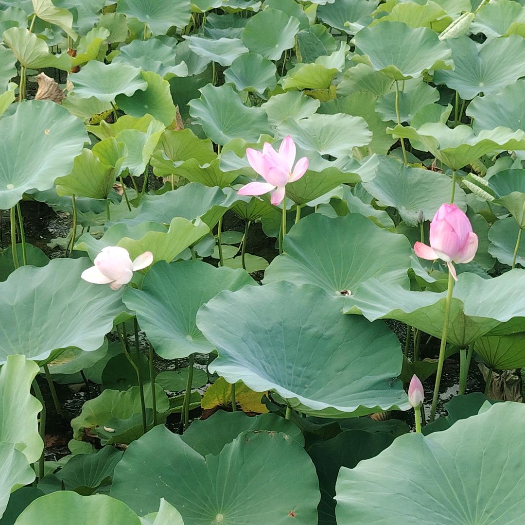 🌺从心❤️开始🌺