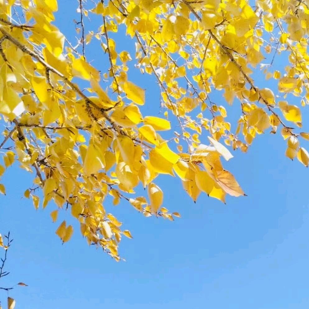 ^O^*^_^*